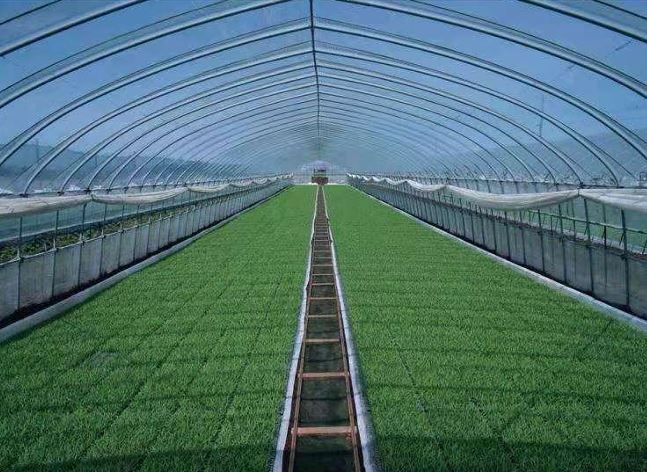 Green House Farming