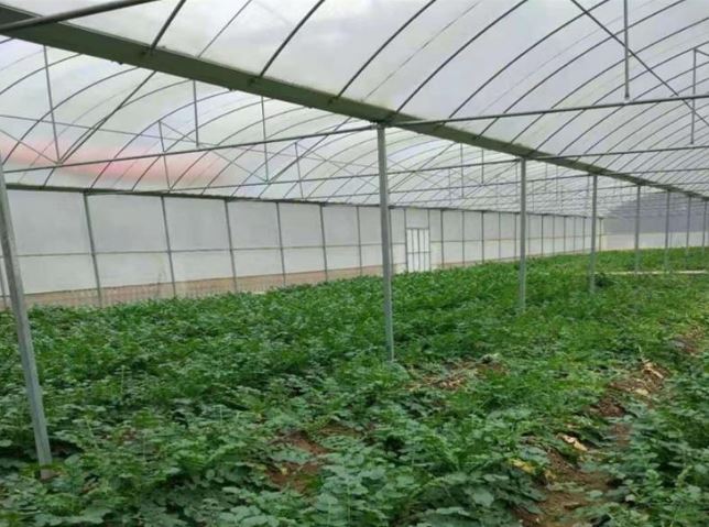 Green House Farming